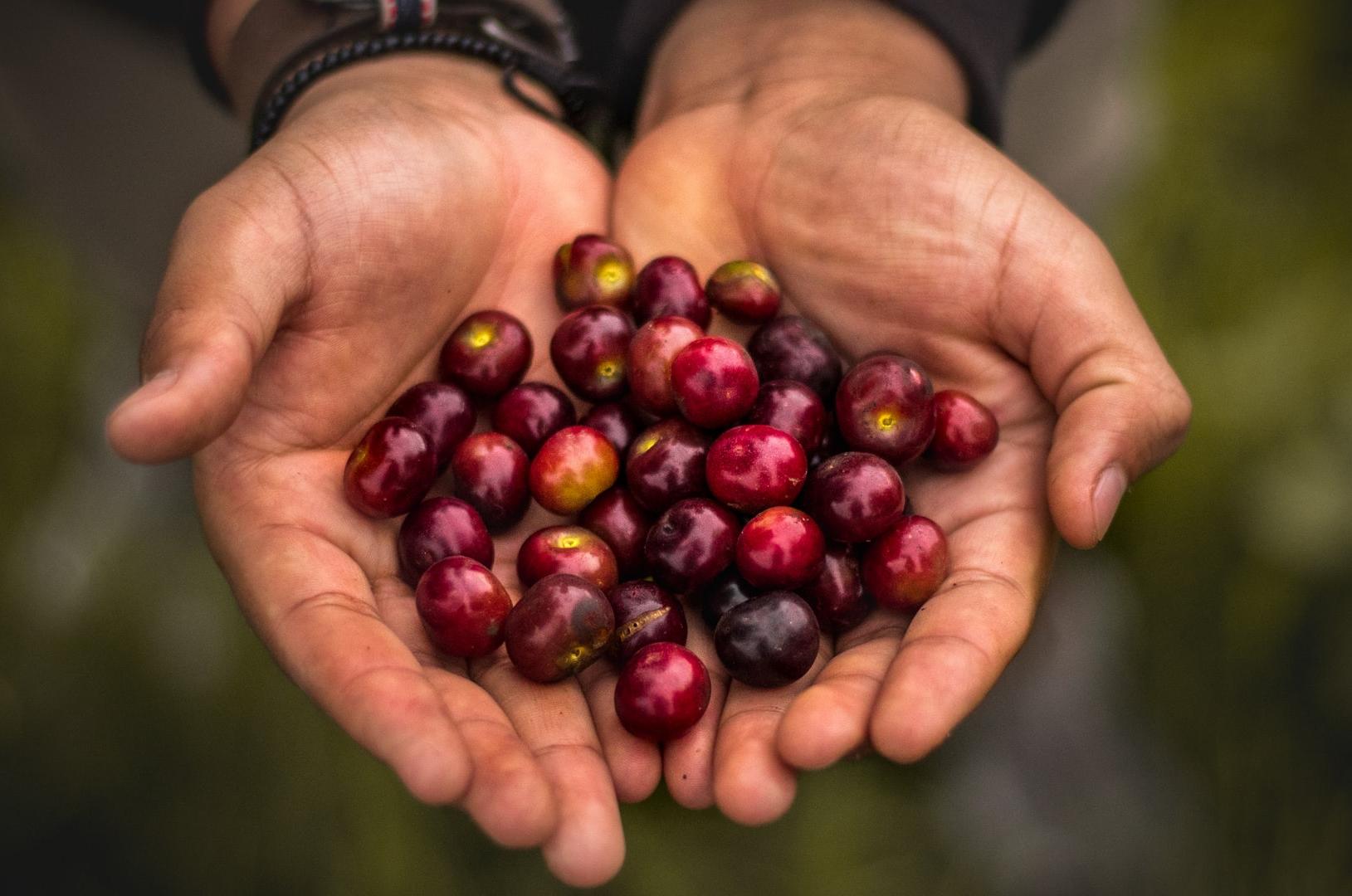 person holding red round fruits